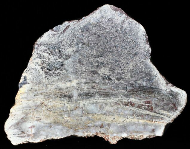 Rare North Pole Dome Stromatolite Slice - Billion Years #50760